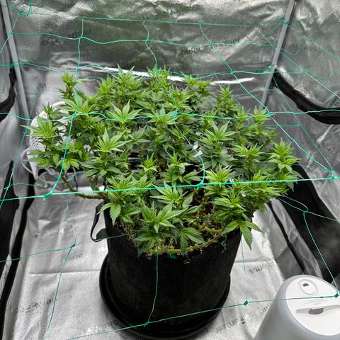 Granddaddy Purple growlog timeline photo