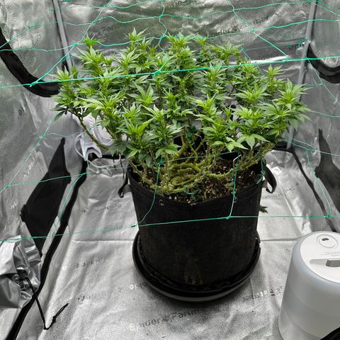 Granddaddy Purple growlog timeline photo