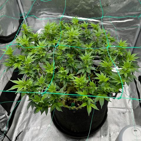 Granddaddy Purple growlog timeline photo