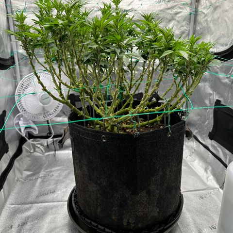 Granddaddy Purple growlog timeline photo