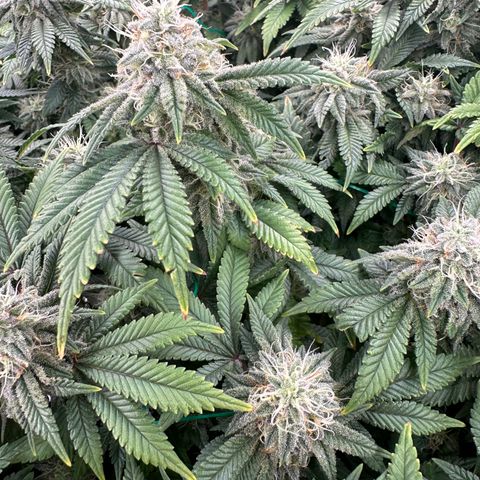Granddaddy Purple growlog timeline photo