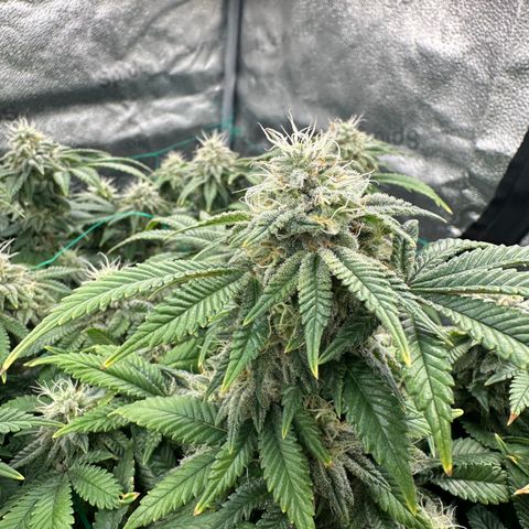 Granddaddy Purple growlog timeline photo