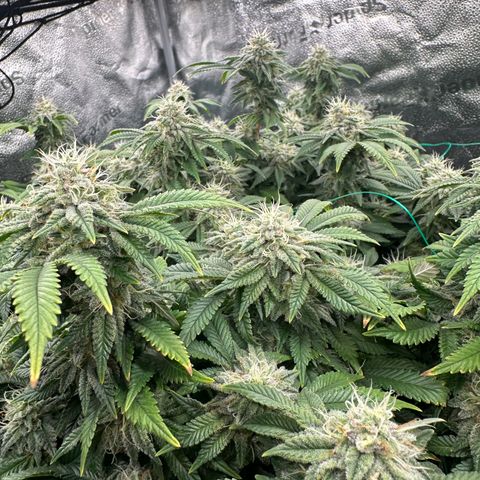 Granddaddy Purple growlog timeline photo