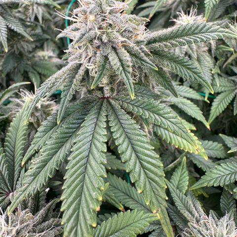 Granddaddy Purple growlog timeline photo