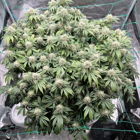 Granddaddy Purple growlog timeline photo