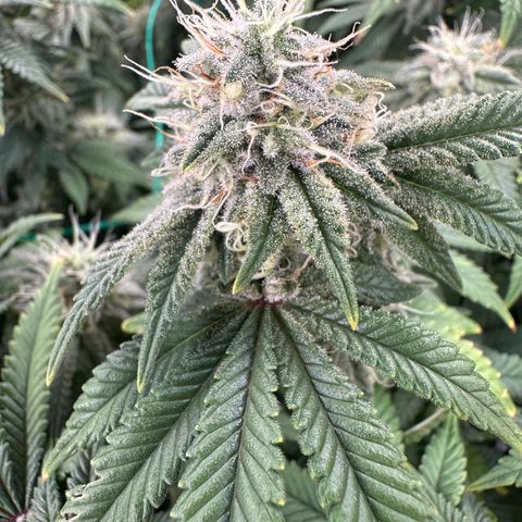 Granddaddy Purple growlog timeline photo
