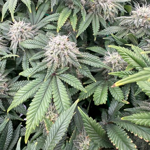 Granddaddy Purple growlog timeline photo
