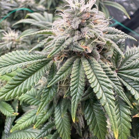 Granddaddy Purple growlog timeline photo
