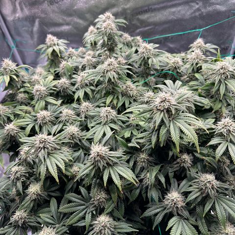 Granddaddy Purple growlog timeline photo