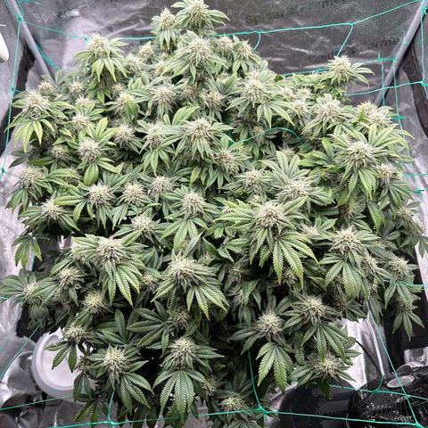 Granddaddy Purple growlog timeline photo