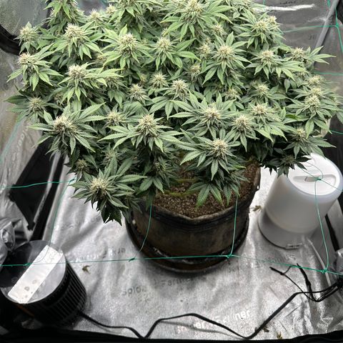 Granddaddy Purple growlog timeline photo