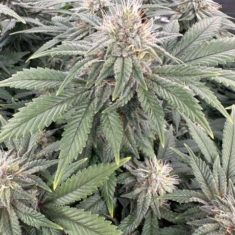 Granddaddy Purple growlog timeline photo