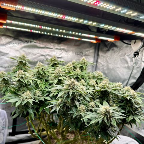 Granddaddy Purple growlog timeline photo