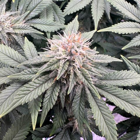 Granddaddy Purple growlog timeline photo