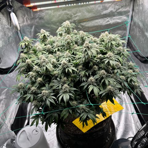 Granddaddy Purple growlog timeline photo