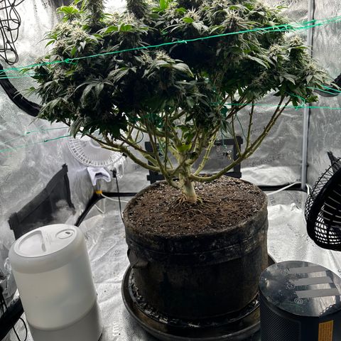 Granddaddy Purple growlog timeline photo