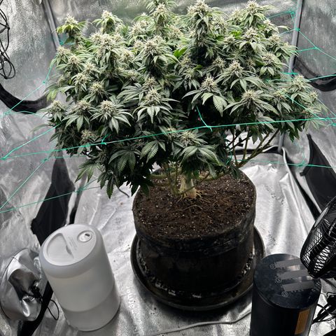 Granddaddy Purple growlog timeline photo