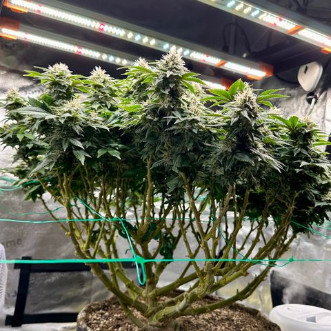 Granddaddy Purple growlog timeline photo