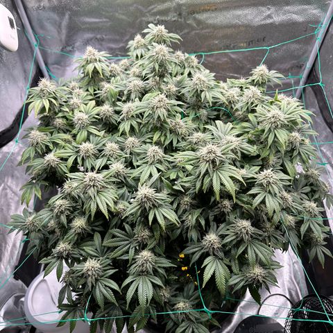 Granddaddy Purple growlog timeline photo