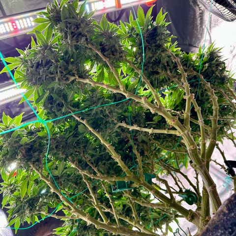 Granddaddy Purple growlog timeline photo