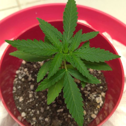 Bolt⚡ growlog photo: 11:50 fotos 07-08