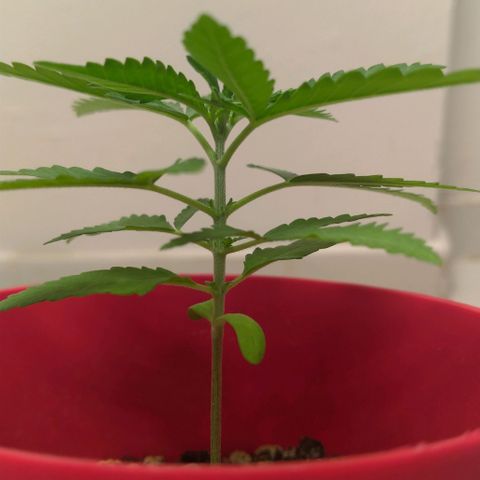 Bolt⚡ growlog photo: 11:50 fotos 07-08
