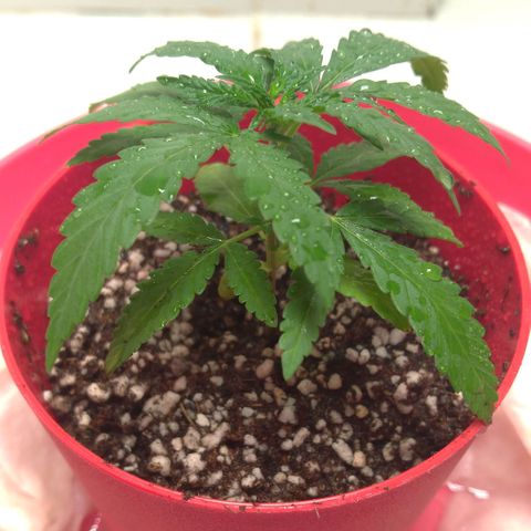 Bolt⚡ growlog photo: 18:20 foto 09