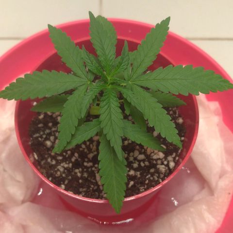 Bolt⚡ growlog photo: 22:00 foto 10