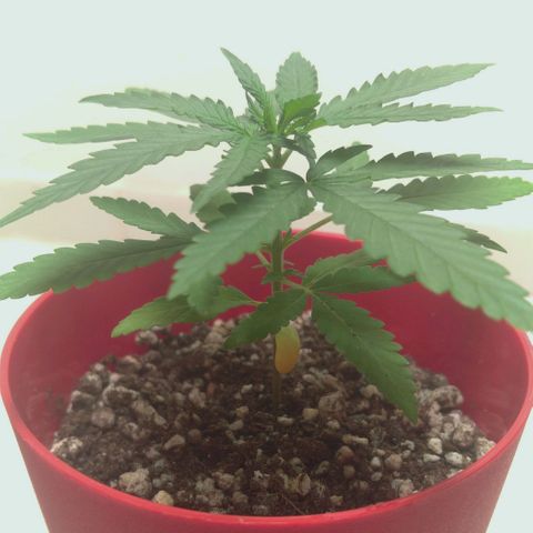 Bolt⚡ growlog photo: 10:00 fotos11-13