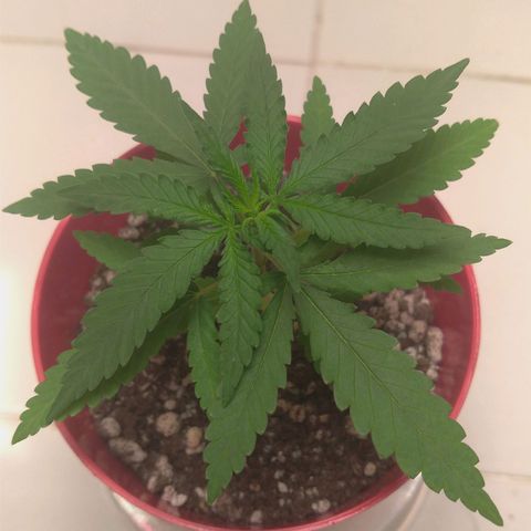 Bolt⚡ growlog photo: 10:00 fotos11-13