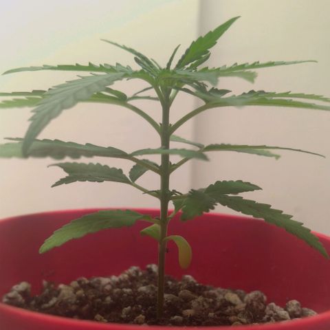 Bolt⚡ growlog photo: 10:00 fotos11-13