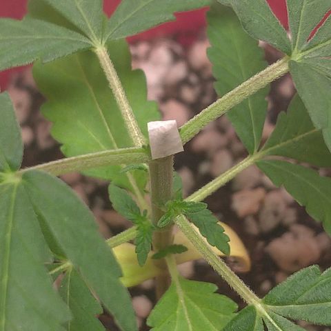 Bolt⚡ growlog photo: 15:45 fotos14-17