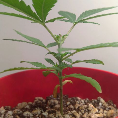 Bolt⚡ growlog photo: 21:55 fotos20-21