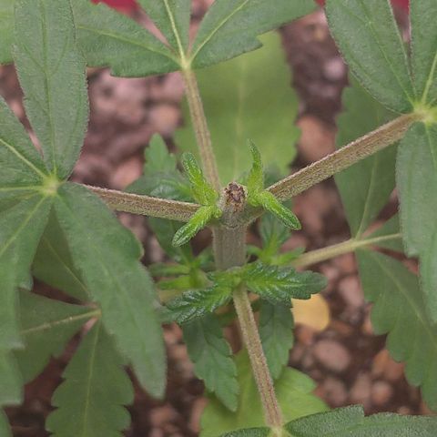 Bolt⚡ growlog photo: 21:55 fotos20-21