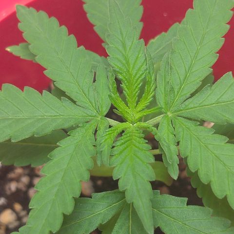 Bolt⚡ growlog photo: 14:10 fotos 02-05