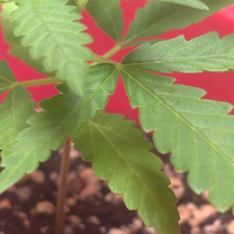 Bolt⚡ growlog photo: 14:10 fotos 02-05