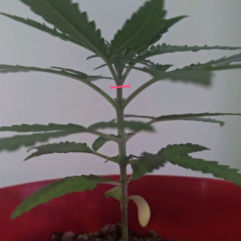 Bolt⚡ growlog photo: 15:45 fotos14-17