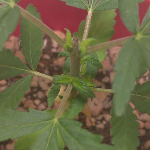 Bolt⚡ growlog photo: 15:40 fotos 18-19