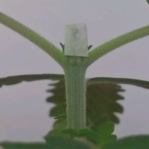 Bolt⚡ growlog photo: 15:45 fotos14-17