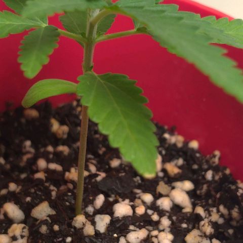 Bolt⚡ growlog photo: 22:50 fotos 61-62