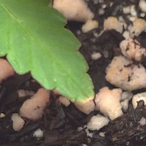Bolt⚡ growlog photo: 22:50 fotos 61-62