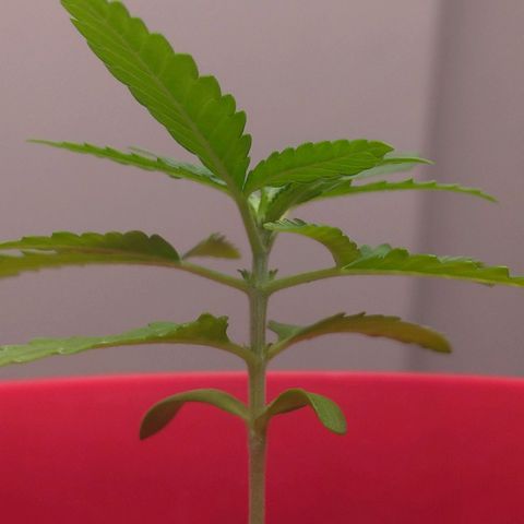 Bolt⚡ growlog photo: 17:10 foto 60