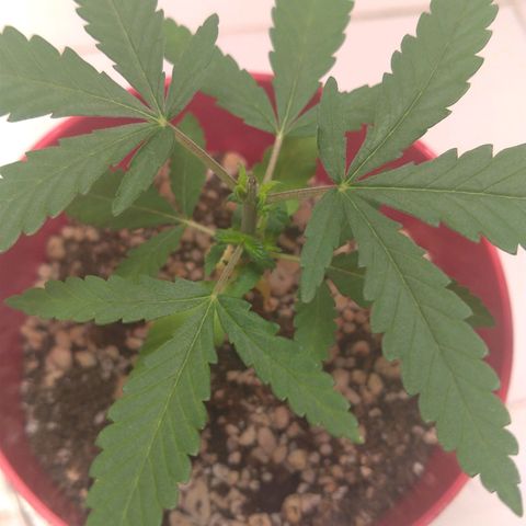 Bolt⚡ growlog photo: 15:40 fotos 18-19