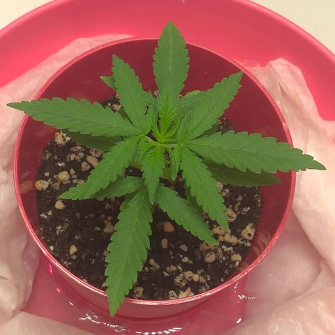 Bolt⚡ growlog photo: 14:10 fotos 02-05
