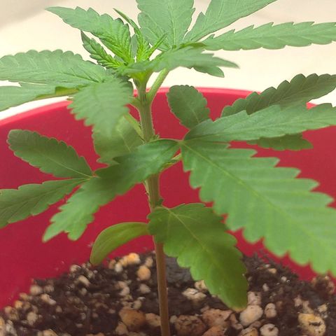 Bolt⚡ growlog photo: 14:10 fotos 02-05