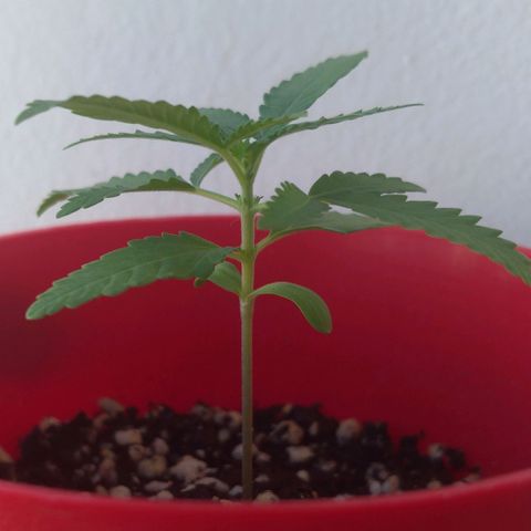 Bolt⚡ growlog photo: 16:35 fotos 58-59