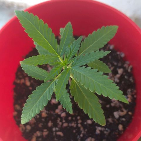 Bolt⚡ growlog photo: 16:35 fotos 58-59