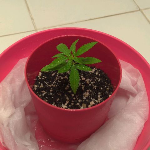 Bolt⚡ growlog photo: 17:40 foto 57
