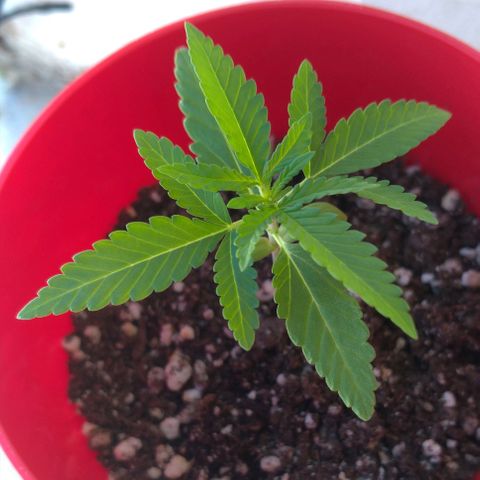 Bolt⚡ growlog photo: 15:25 fotos 55-56