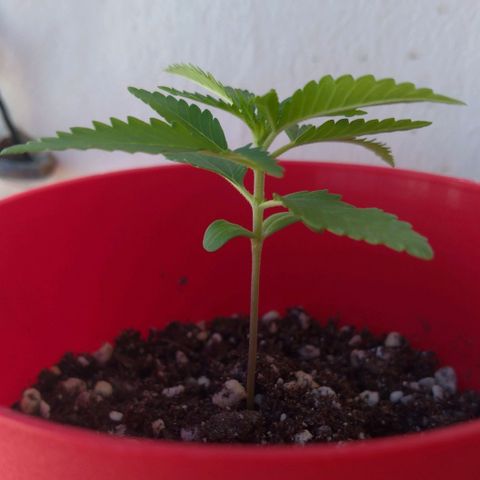 Bolt⚡ growlog photo: 15:25 fotos 55-56